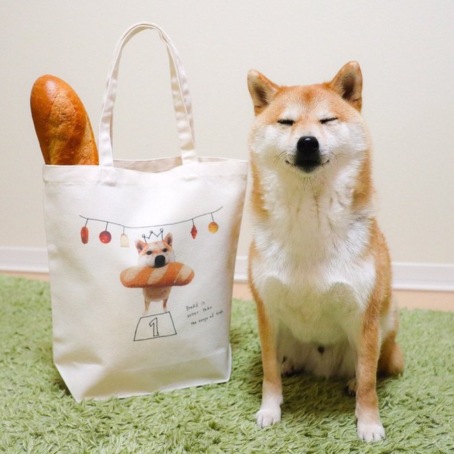 Vừa dễ thương lại biết dỗ trẻ, chó shiba thu hút gần 400.000 người theo dõi trên Instagram - Ảnh 7.