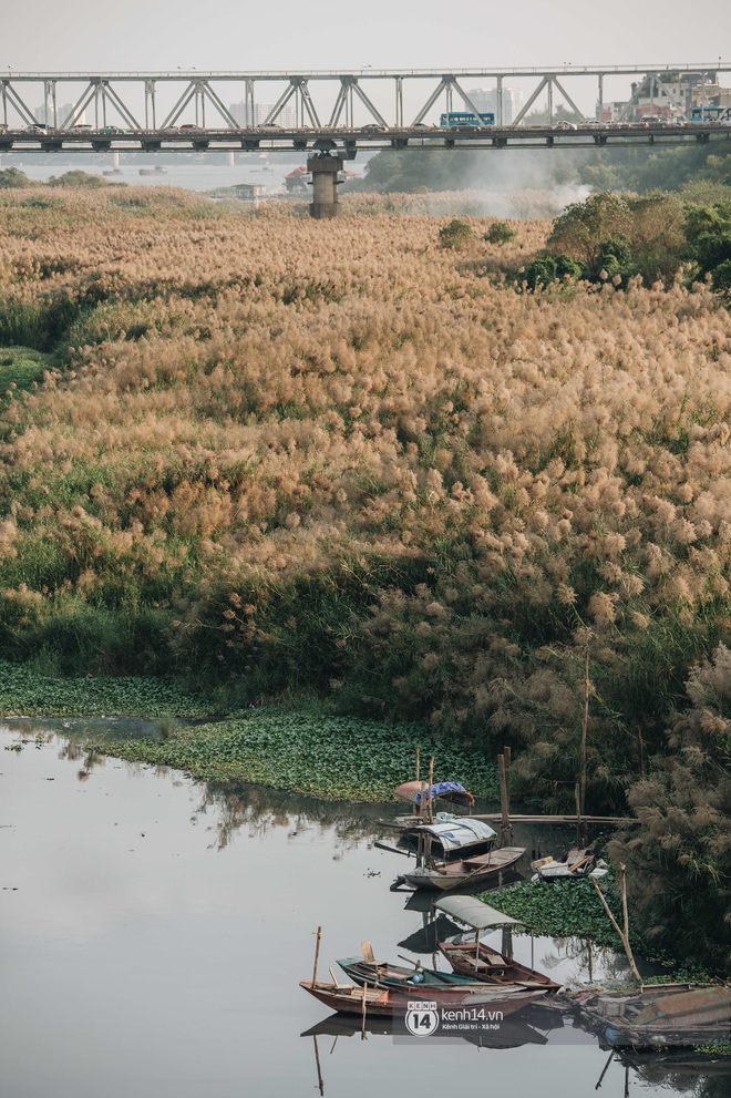 Hà Nội vào mùa cỏ lau đẹp ngút mắt: lên ảnh đẹp thế này thì cần gì sang tận Hàn Quốc chụp cỏ hồng? - Ảnh 11.