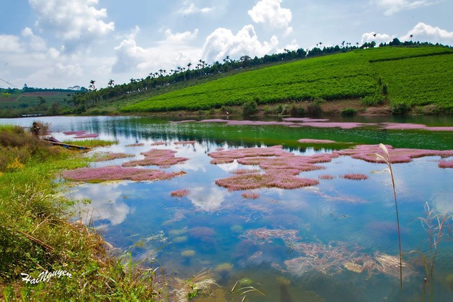 Dân mạng phát sốt trước hồ Tảo Hồng có thật 100% giữa Việt Nam, lên hình muốn “ảo tung chảo” thì phải nhớ chỉnh màu? - Ảnh 7.