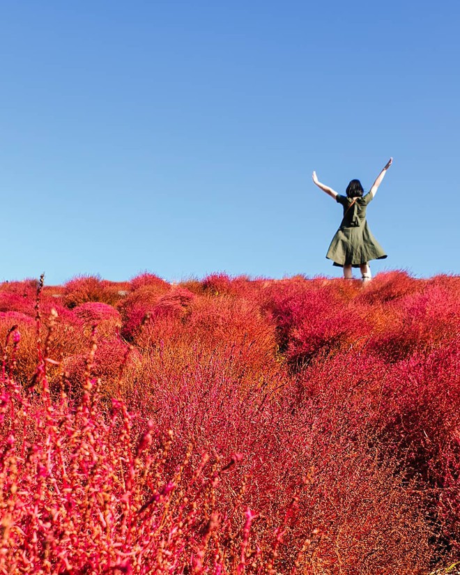 Đẹp nhất Nhật Bản mùa này chính là đồi cỏ Kochia đỏ rực, du khách đua nhau check-in đông không thấy lối đi - Ảnh 7.