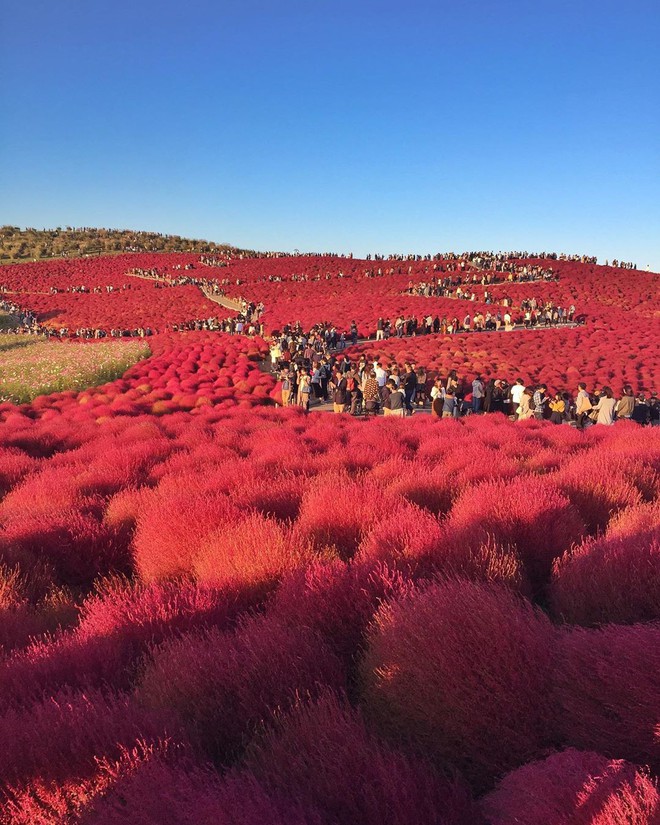 Đẹp nhất Nhật Bản mùa này chính là đồi cỏ Kochia đỏ rực, du khách đua nhau check-in đông không thấy lối đi - Ảnh 22.