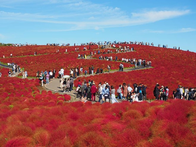 Đẹp nhất Nhật Bản mùa này chính là đồi cỏ Kochia đỏ rực, du khách đua nhau check-in đông không thấy lối đi - Ảnh 18.