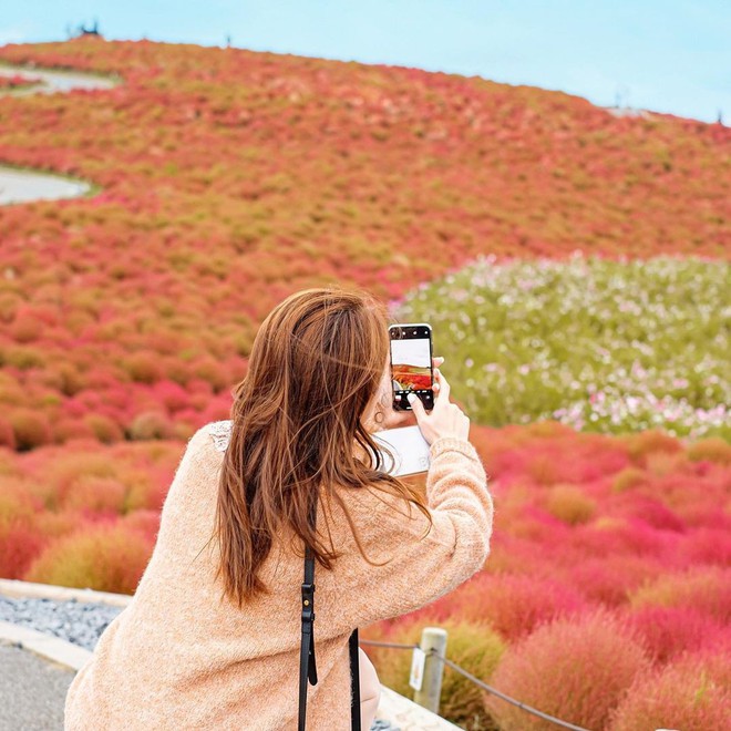 Đẹp nhất Nhật Bản mùa này chính là đồi cỏ Kochia đỏ rực, du khách đua nhau check-in đông không thấy lối đi - Ảnh 24.