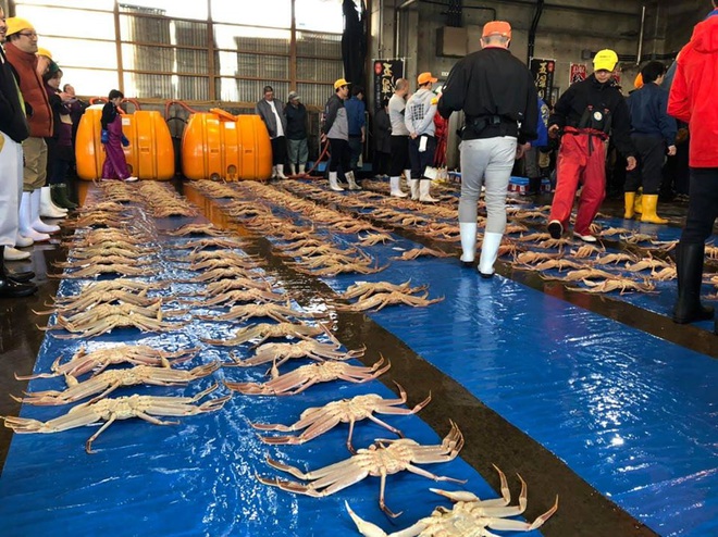 Choáng váng: Cận cảnh con cua biển vừa xác lập kỷ lục đắt nhất thế giới ở Nhật với giá hơn 1 tỷ đồng! - Ảnh 5.