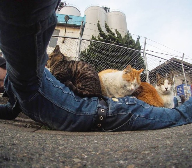 Bị chủ bạc đãi, anh em mèo hoang Nhật kéo nhau xuống cống sống đời an yên - Ảnh 3.