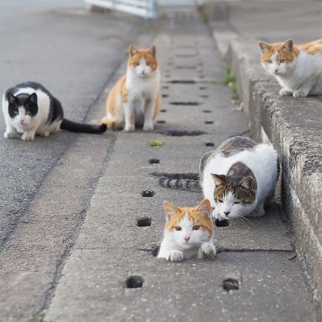 Bị chủ bạc đãi, anh em mèo hoang Nhật kéo nhau xuống cống sống đời an yên - Ảnh 17.
