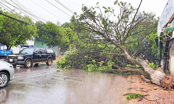 Bảo Lộc: Gió giật mạnh làm hàng loạt cây xanh gãy đổ, giao thông gặp nhiều khó khăn - Ảnh 2.