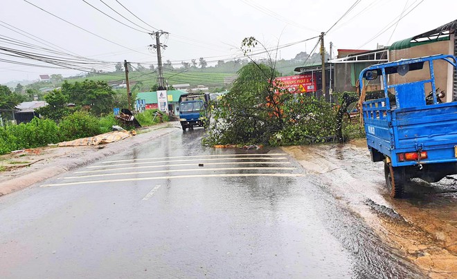 Bảo Lộc: Gió giật mạnh làm hàng loạt cây xanh gãy đổ, giao thông gặp nhiều khó khăn - Ảnh 4.