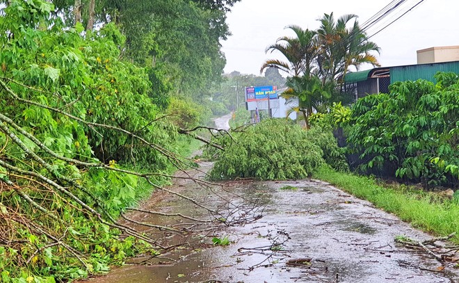 Bảo Lộc: Gió giật mạnh làm hàng loạt cây xanh gãy đổ, giao thông gặp nhiều khó khăn - Ảnh 3.