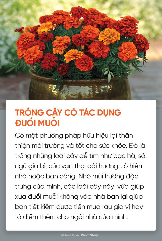 Dịch sốt xuất huyết lại bùng lên, đừng bỏ qua những cách đuổi muỗi đơn giản dễ áp dụng này để muỗi không có cơ hội hại bạn - Ảnh 5.