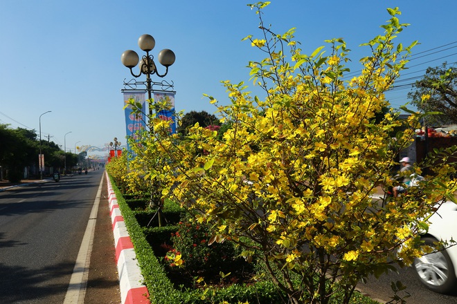 Gần 900 cây mai trồng trên 5km dải phân cách ở Bà Rịa - Vũng Tàu nở hoa đón Tết - Ảnh 11.