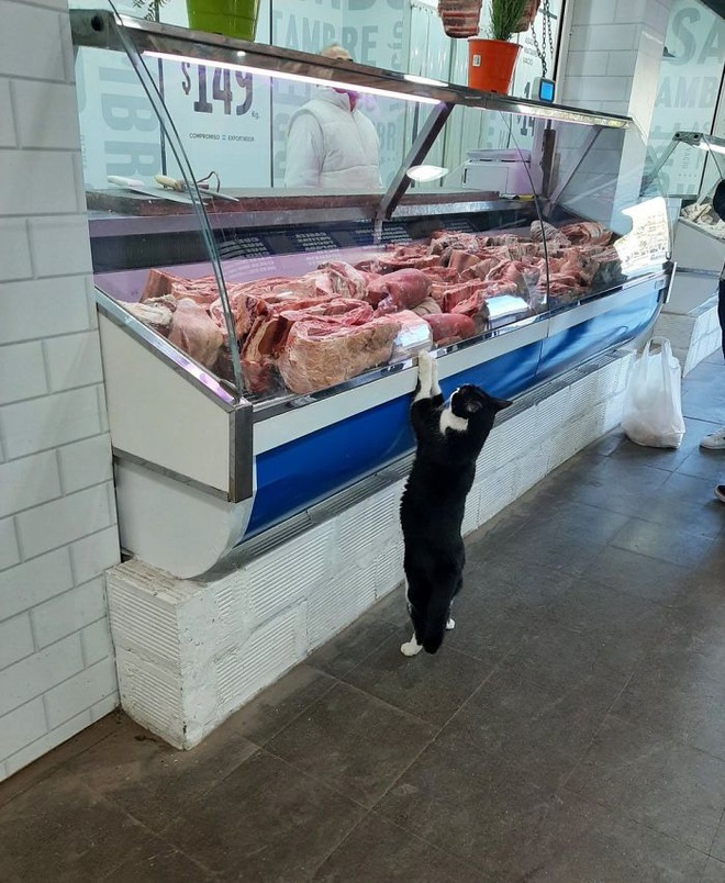 Tuyển tập những chú mèo chăm chỉ ngồi trông hàng và sở hữu phong thái như thể chính chúng nó mới là ông chủ - Ảnh 7.