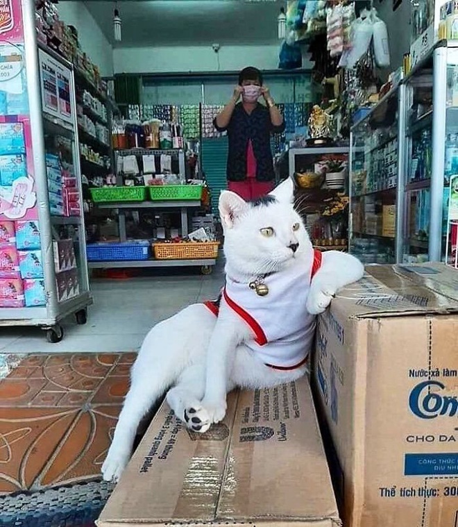 Tuyển tập những chú mèo chăm chỉ ngồi trông hàng và sở hữu phong thái như thể chính chúng nó mới là ông chủ - Ảnh 10.
