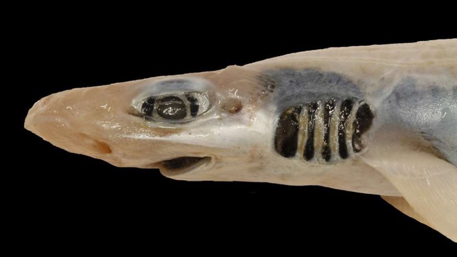 Lần đầu tiên khoa học tìm ra con cá mập đáng thương nhất lịch sử: Việc nó tồn tại được đến giờ phút này hoàn toàn là nhờ may mắn - Ảnh 1.