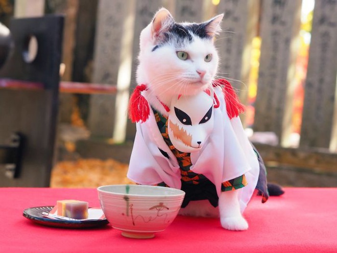 Chú mèo chuyên cosplay các nhân vật anime nổi tiếng, sở hữu 16 nghìn fan trung thành ngồi hóng ngày đêm - Ảnh 6.