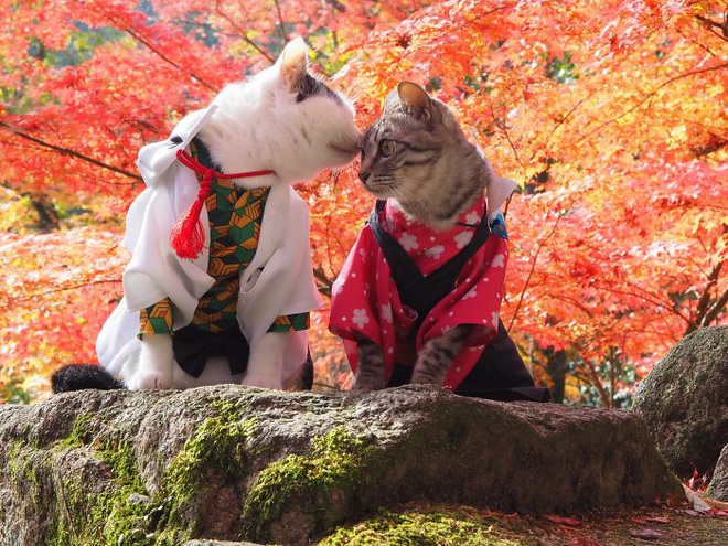 Chú mèo chuyên cosplay các nhân vật anime nổi tiếng, sở hữu 16 nghìn fan trung thành ngồi hóng ngày đêm - Ảnh 8.