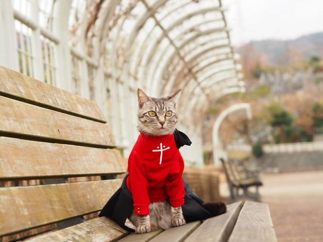 Chú mèo chuyên cosplay các nhân vật anime nổi tiếng, sở hữu 16 nghìn fan trung thành ngồi hóng ngày đêm - Ảnh 18.