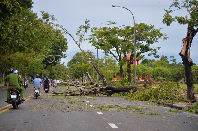 Cây ngã la liệt khiến 1 người chết và nhiều người bị thương, toàn tỉnh Thừa Thiên Huế mất điện sau khi bão số 5 đổ bộ - Ảnh 2. Cây ngã la liệt khiến 1 người chết và nhiều người bị thương, toàn tỉnh Thừa Thiên Huế mất điện sau khi bão số 5 đổ bộ - Ảnh 2.