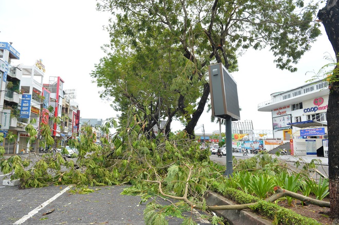 Cây ngã la liệt khiến 1 người chết và nhiều người bị thương, toàn tỉnh Thừa Thiên Huế mất điện sau khi bão số 5 đổ bộ - Ảnh 9. Cây ngã la liệt khiến 1 người chết và nhiều người bị thương, toàn tỉnh Thừa Thiên Huế mất điện sau khi bão số 5 đổ bộ - Ảnh 9.