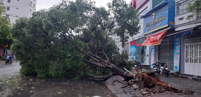 Bão số 5 khiến 23 người bị thương, 1 người đàn ông đi xe máy bị cây đè tử vong - Ảnh 4. Bão số 5 khiến 23 người bị thương, 1 người đàn ông đi xe máy bị cây đè tử vong - Ảnh 4.