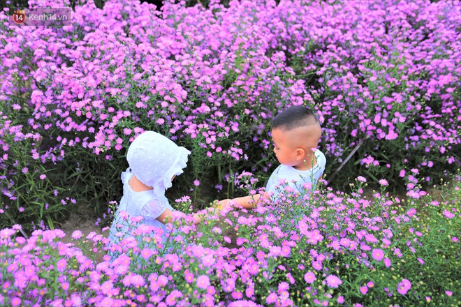 Dân tình chen chúc sống ảo tại vườn hoa thạch thảo đẹp lịm tim lần đầu được trồng ở Đà Nẵng - Ảnh 6. Dân tình chen chúc sống ảo tại vườn hoa thạch thảo đẹp lịm tim lần đầu được trồng ở Đà Nẵng - Ảnh 6.