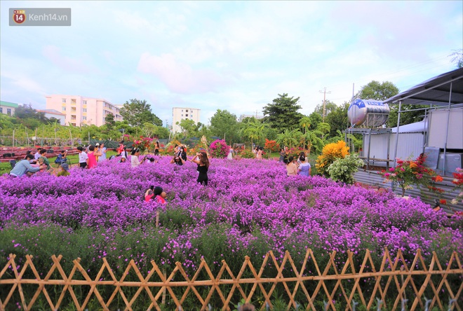 Dân tình chen chúc sống ảo tại vườn hoa thạch thảo đẹp lịm tim lần đầu được trồng ở Đà Nẵng - Ảnh 2. Dân tình chen chúc sống ảo tại vườn hoa thạch thảo đẹp lịm tim lần đầu được trồng ở Đà Nẵng - Ảnh 2.