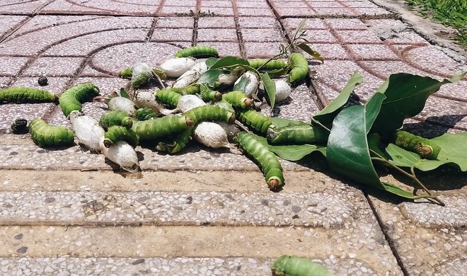 Đàn sâu to bằng ngón tay bò lúc nhúc, ăn trụi lá hàng loạt cây xanh trên đường nội đô đẹp nhất Sài Gòn  - Ảnh 9.