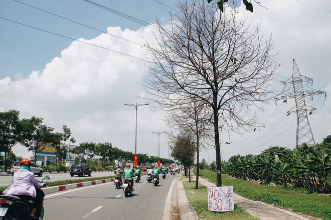 Đàn sâu to bằng ngón tay bò lúc nhúc, ăn trụi lá hàng loạt cây xanh trên đường nội đô đẹp nhất Sài Gòn  - Ảnh 1.