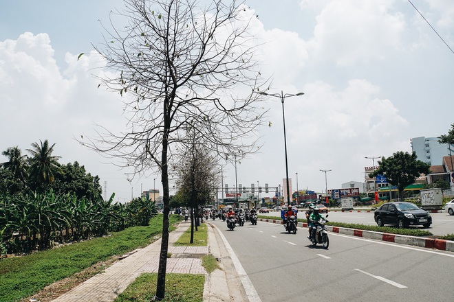 Đàn sâu to bằng ngón tay bò lúc nhúc, ăn trụi lá hàng loạt cây xanh trên đường nội đô đẹp nhất Sài Gòn  - Ảnh 2.