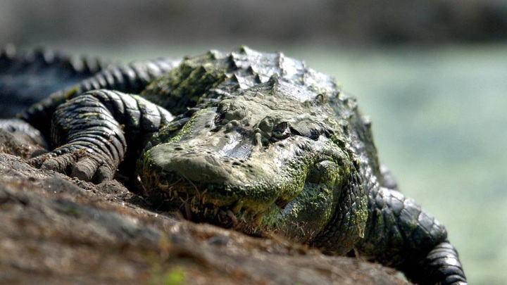 Khi cầu thủ mê tín, từ vô hại như “tè bậy” đến chết người do tắm trên dòng sông đầy cá sấu để tẩy rửa những linh hồn xấu - Ảnh 4.