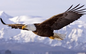 Kết quả hình ảnh cho chim