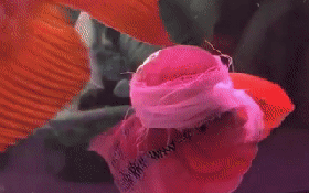 Va đầu vào máy sủi nước đến nỗi phải băng bó, đây đích thị là con cá La Hán hậu đậu nhất MXH