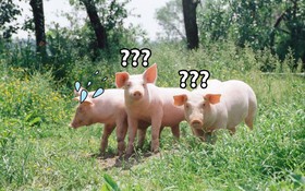 Đỉnh cao của quyền lực: Bạn trẻ chỉ 1 lần quát mà khiến cả đàn lợn sợ rúm ró, không dám ho he kêu một câu