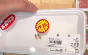 Hai chú mực một nắng to bằng con chấy có giá đến 4 triệu đồng trong siêu thị Nhật khiến dân mạng Việt xôn xao