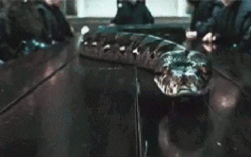 Cuộc đời ngắn ngủi của "rắn độc" Nagini trong "Fantastic Beasts" là có thật