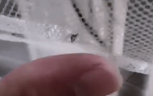 Video thú vị này cho bạn thấy mắc màn là cách chống muỗi đốt hiệu quả nhất, nhưng khi không có màn thì sao?