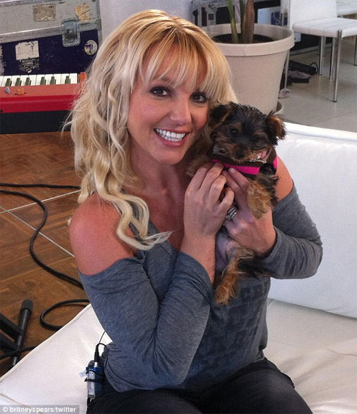 Britney lập hẳn tài khoản Twitter cho cún cưng 1