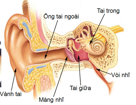 Hình dáng tai cho biết phúc lộc của con người