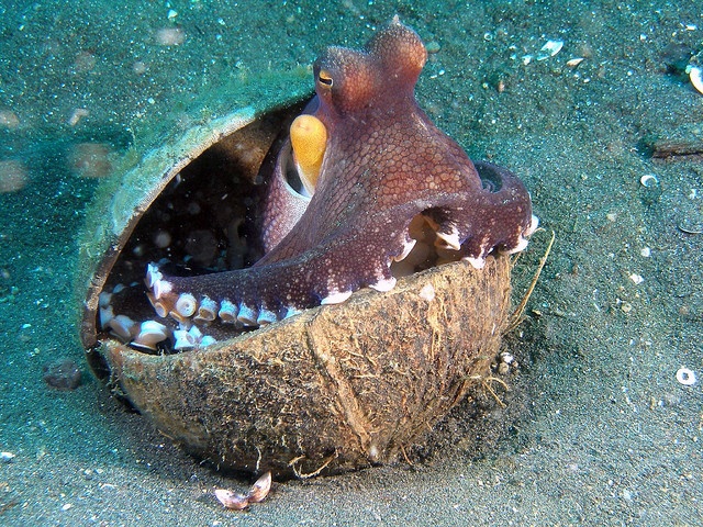 7 lý do biến bạch tuộc thành sinh vật thông minh nhất dưới biển, hơn cả cá heo - Ảnh 2.