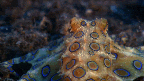 7 lý do biến bạch tuộc thành sinh vật thông minh nhất dưới biển, hơn cả cá heo - Ảnh 3.