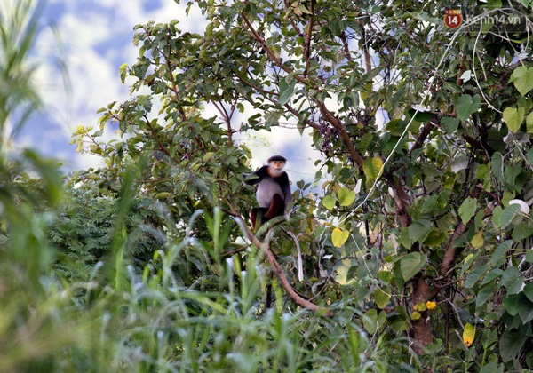 Năm con khỉ ngắm nh&igrave;n những ch&uacute; Voọc b&aacute;u vật Sơn Tr&agrave; - Ảnh 1.