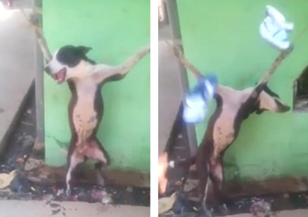 FBI, Interpol được k&ecirc;u gọi điều tra đoạn clip h&agrave;nh hung ch&oacute; d&atilde; man - Ảnh 2.