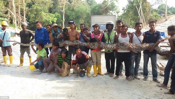 Malaysia: Trăn khổng lồ dài 8m, nặng 25…