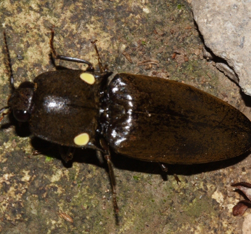 Diệu k&igrave; những lo&agrave;i bọ c&oacute; thể tự ph&aacute;t s&aacute;ng trong đ&ecirc;m - Ảnh 1.