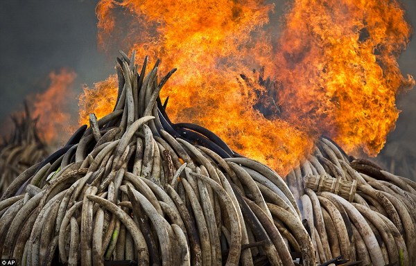 Kenya ti&ecirc;u hủy 105 tấn ng&agrave; để bảo vệ lo&agrave;i voi - Ảnh 1.