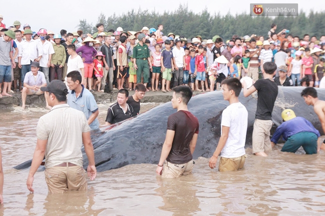 Hàng ngàn người tham gia giải cứu cá voi hơn 10 tấn mắc cạn ở bãi biển Nghệ An - Ảnh 1.