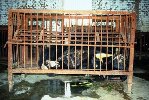 Thảm cảnh của những chú gấu đáng thương trong ngành công nghiệp mật gấu tại Trung Quốc - Ảnh 1.