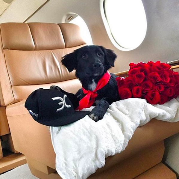 Cuộc sống sang chảnh đến phát ghen của hội... những chú chó nhà giàu trên Instagram - Ảnh 1.
