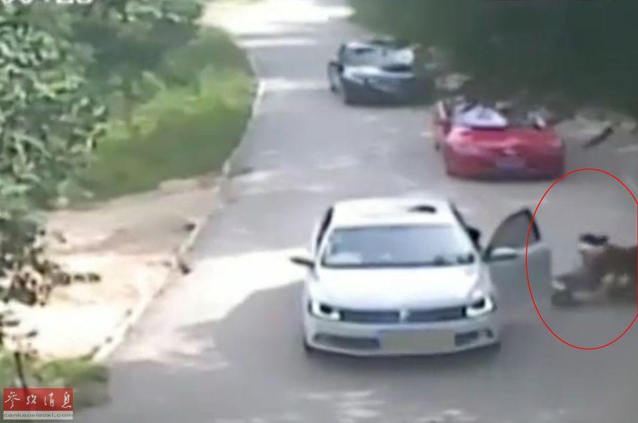 Trước vụ hổ cắn chết người trong vườn thú, biết bao tai nạn thương tâm do động vật tấn công du khách đã xảy ra - Ảnh 2. Trước vụ hổ cắn chết người trong vườn thú, biết bao tai nạn thương tâm do động vật tấn công du khách đã xảy ra - Ảnh 2.