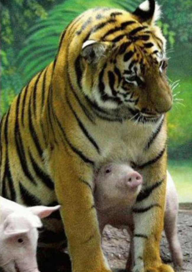 Đàn lợn cosplay thành hổ con để xoa dịu vết thương lòng cho hổ mẹ mất con - Ảnh 4.